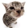 gatito125737