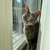 teacupsnkittens