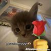 mork_or