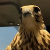 بتـال الحربي