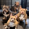 smokey_bullyz420