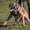 platinum_k9_defence