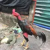 vutuanpham8668