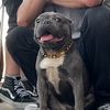 bulletdadawg