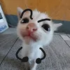 ctdangiuqai