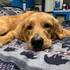 dogdad_13