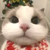tunyyhihi