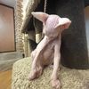 asian_nina