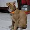 mikomikokok