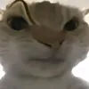 walkinhdisaster2