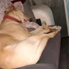 dicolerprotecciondedatos