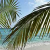 berylebch