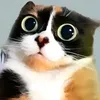 dickcockpussy