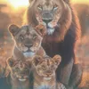 karimtigre
