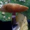 plummacgrath