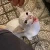 nthcuti7