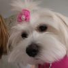 sky_themaltese1