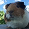guinepiq