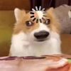 dogzaaaa3310