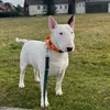 ZEUS THE BULL TERRIER