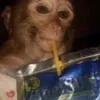 nbss0_0