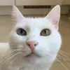 suereyyadinc