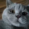 maselko0000