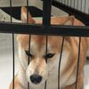 pandaneedstosleep