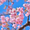 anggunsakura65