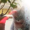 manothecat10