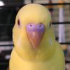 pibbon