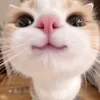 imbtramm24