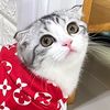 tarchaicat