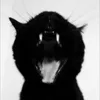 BLACK CAT🐈‍⬛
