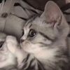 fan_pages_5