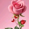 bellamellian