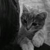 aliyeva_a.28