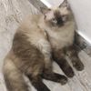 miss_kitty2909