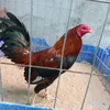 thichtaptanh