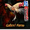 ayam_galaxi_farm