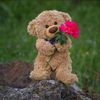 teddywellz