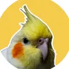 drake_pro