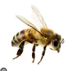 bee_1.8