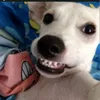 videos.engrasados1