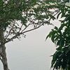 kinnara89