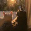 kij_85