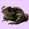 big_frog00