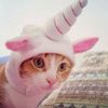 fartmeoww