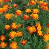 littlegarden69