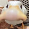 llovelyduck